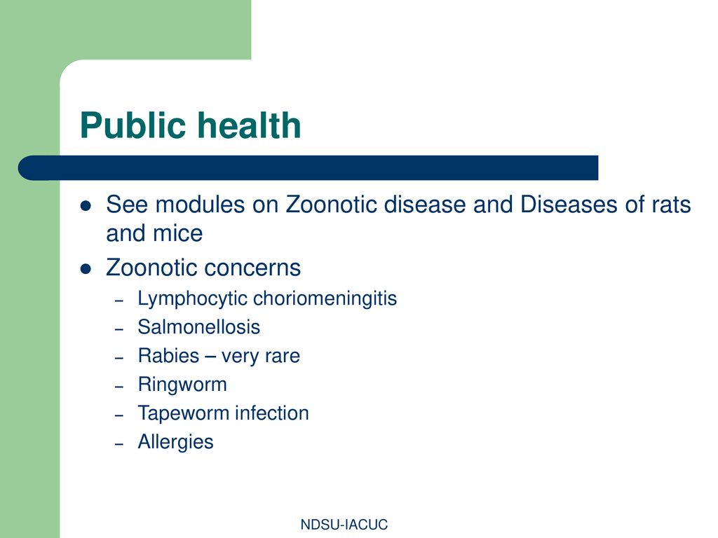 Public health See modules on Zoonotic disease and Diseases of rats and mice. Zoonotic concerns. Lymphocytic choriomeningitis.