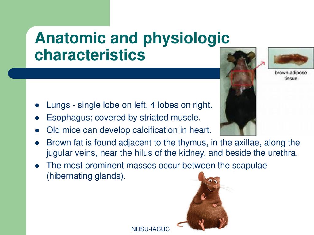 Anatomic and physiologic characteristics
