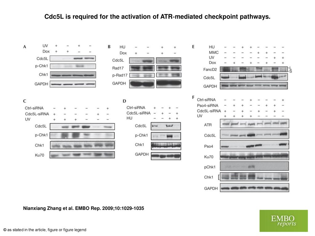 Cdc5L is required for the activation of ATR‐mediated checkpoint pathways.