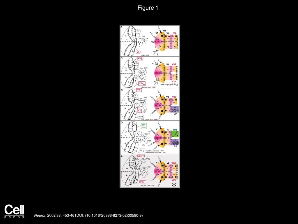 Figure 1 Current Interpretations of the Organization of the V3 Region in Macaque Monkeys.