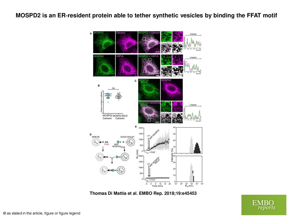 MOSPD2 is an ER‐resident protein able to tether synthetic vesicles by binding the FFAT motif