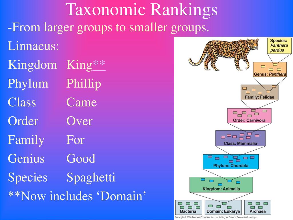 Taxonomic Rankings -From larger groups to smaller groups. Linnaeus: