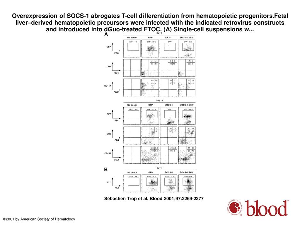 Overexpression of SOCS-1 abrogates T-cell differentiation from hematopoietic progenitors.Fetal liver–derived hematopoietic precursors were infected with the indicated retrovirus constructs and introduced into dGuo-treated FTOC. (A) Single-cell suspensions w...