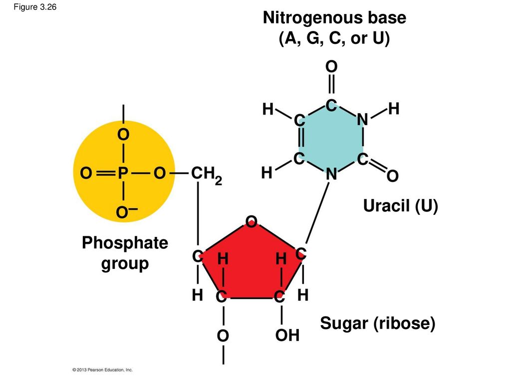 Nitrogenous base (A, G, C, or U) Phosphate group Sugar (ribose)