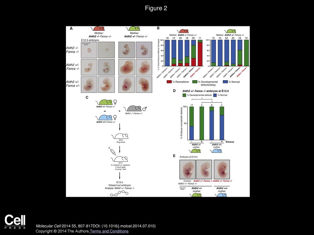 Figure 2 Nature of Spontaneous and Ethanol-Induced Developmental Defects in Fanca−/− Embryos in Relation to Maternal Aldh2.