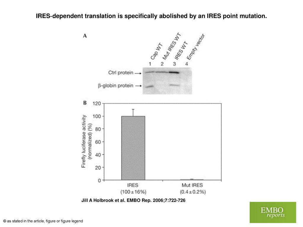 IRES‐dependent translation is specifically abolished by an IRES point mutation.