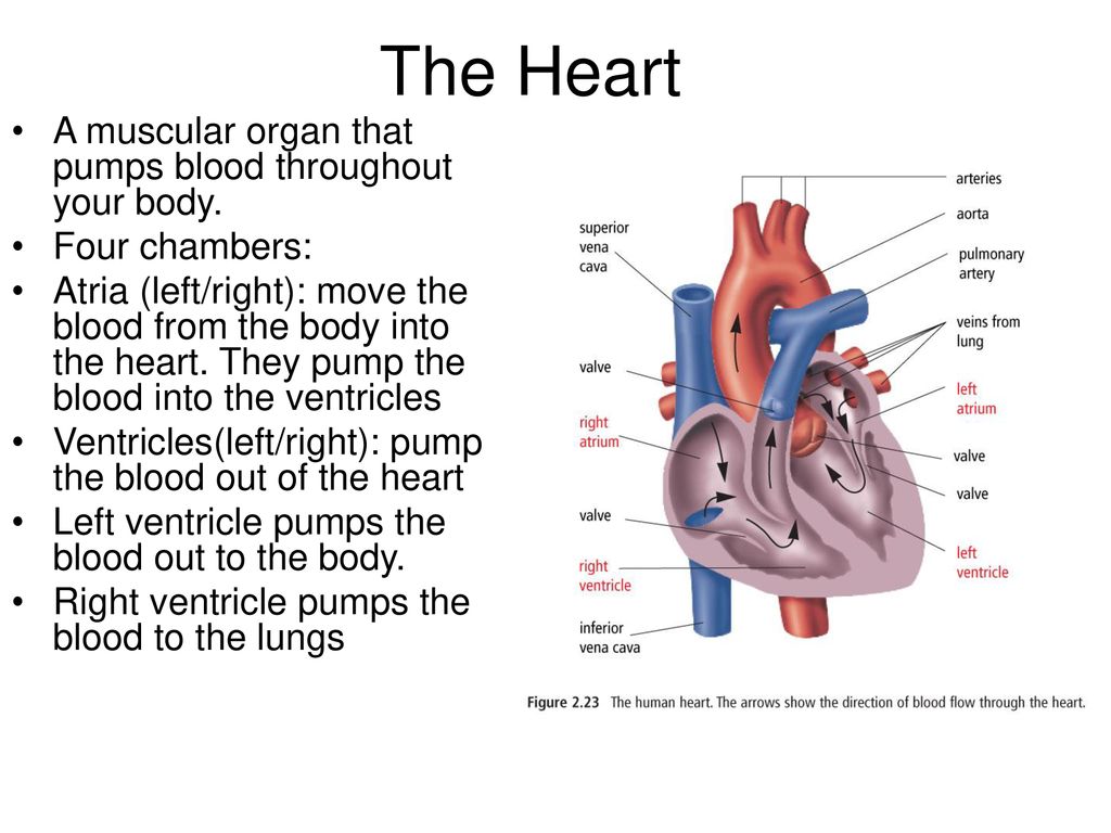 Circulatory System. - ppt download