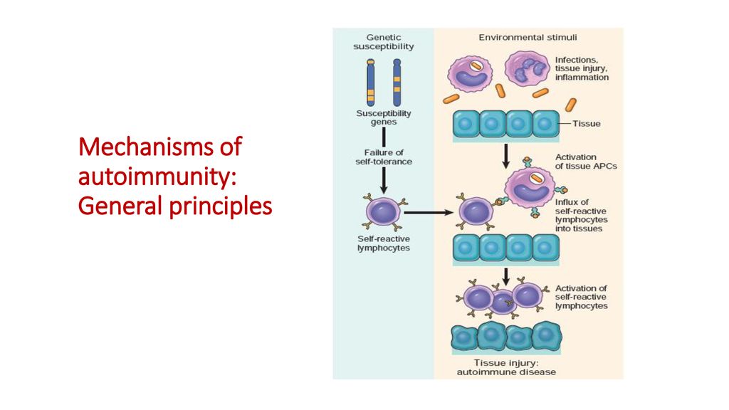 Mechanisms of autoimmunity: General principles