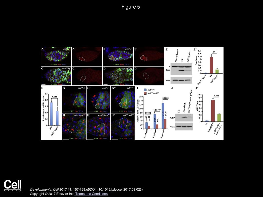 Figure 5 Aub Maintains Bam Protein Expression in Mitotic Cysts at the Transcriptional Level.