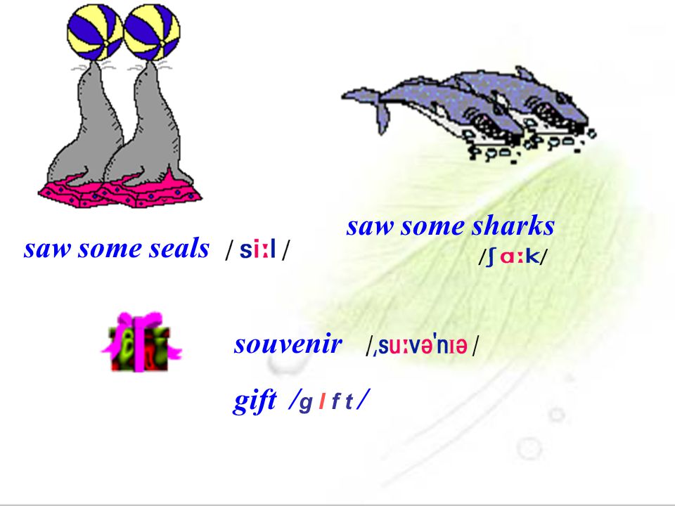 saw some sharks saw some seals souvenir gift /g I f t /