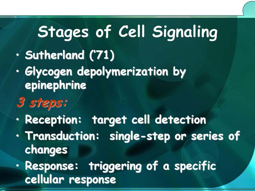 Stages of Cell Signaling