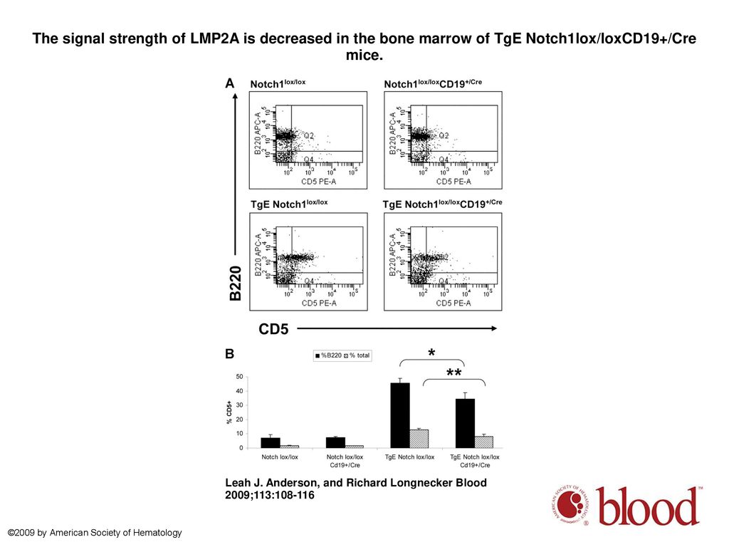 The signal strength of LMP2A is decreased in the bone marrow of TgE Notch1lox/loxCD19+/Cre mice.