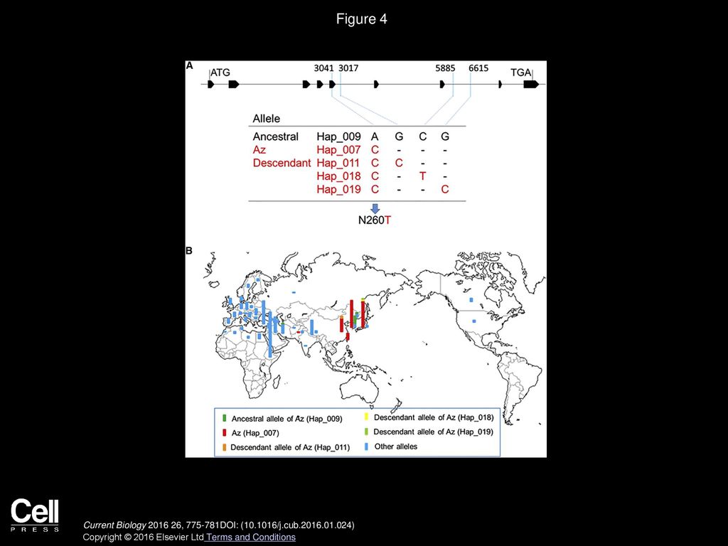 Figure 4 Evolution and Worldwide Distribution of the Az Allele of MKK3 in the SV Collection.