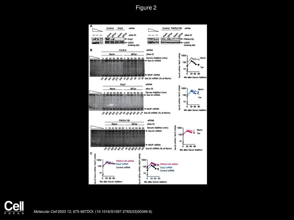 Figure 2 SiRNA-Mediated Downregulation of Dcp2 or PM/Scl100 Decreases the Rate at which fos-Gl 39Ter mRNA Undergoes NMD.
