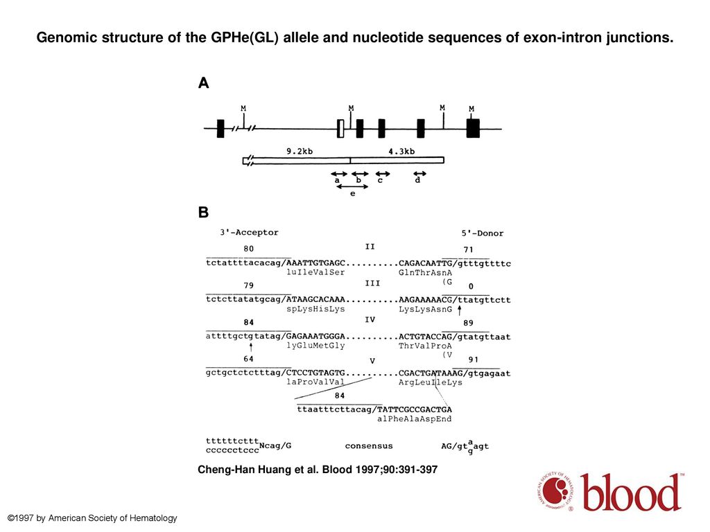 Genomic structure of the GPHe(GL) allele and nucleotide sequences of exon-intron junctions.