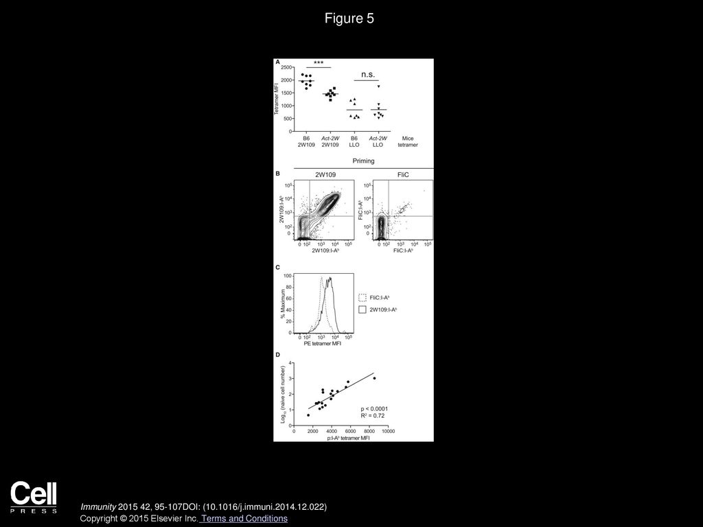 Figure 5 Small p:MHCII-Specific T Cell Populations Are Composed of Cells with Low-Affinity TCRs.