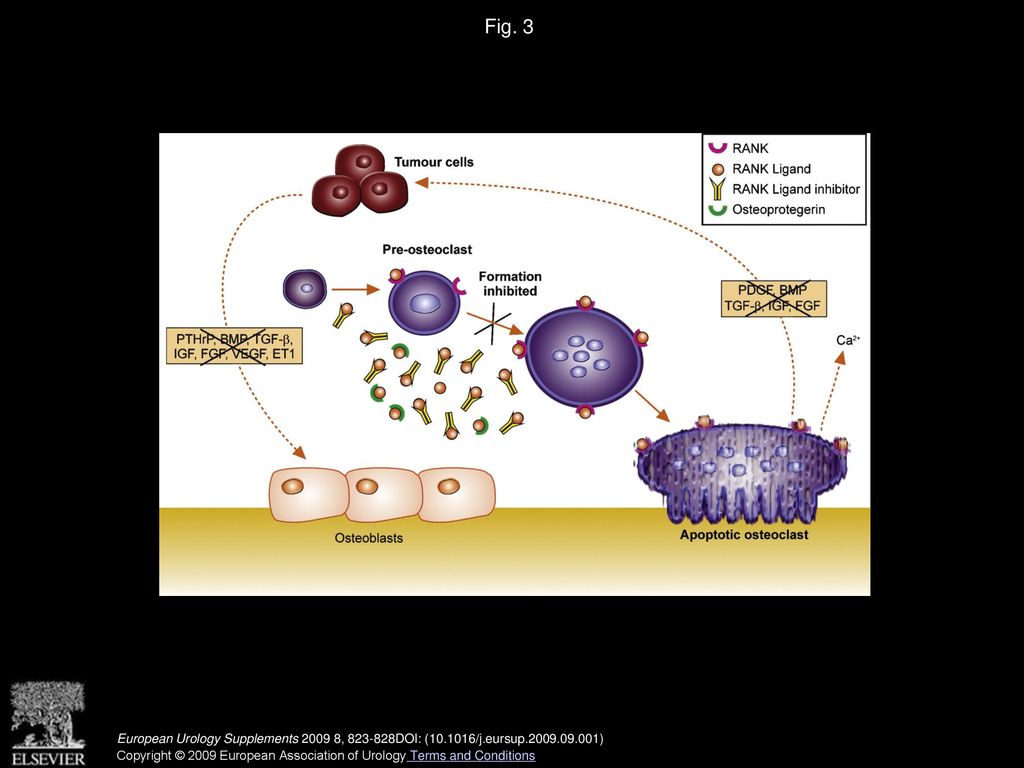 Fig. 3 Inhibition of osteoclast-mediated bone resorption by a RANK Ligand inhibitor such as denosumab. Adapted from Roodman [25].