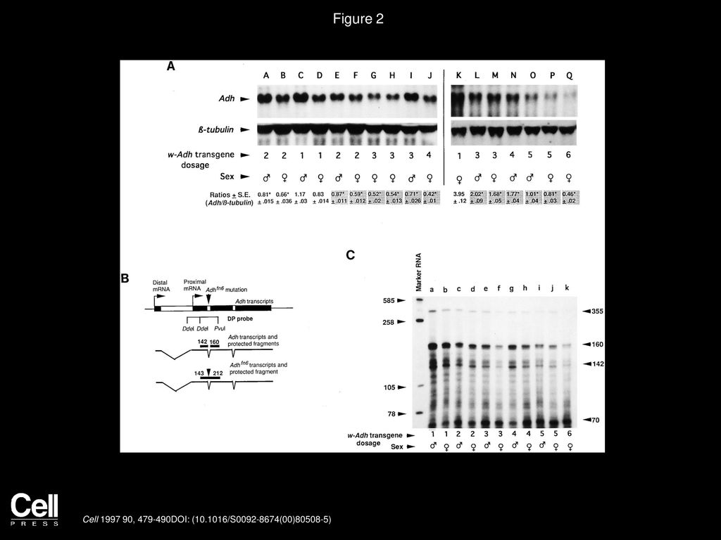 Figure 2 Progressive Cosuppression of w-Adh Transgenes with Increasing Dosage.