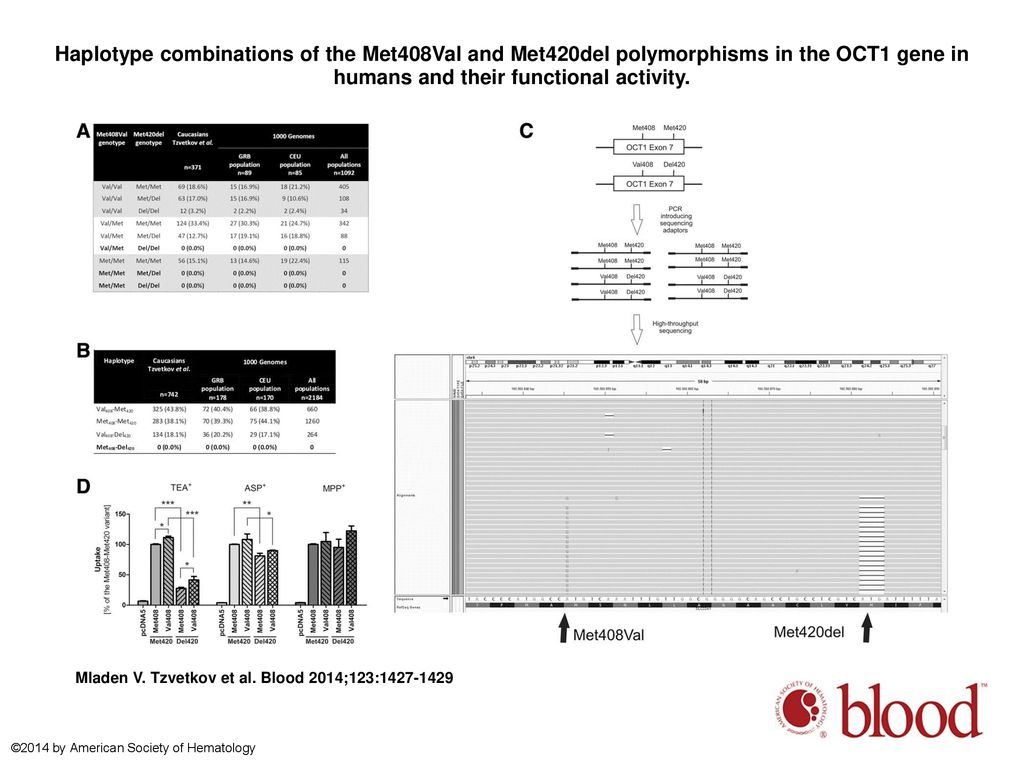 Haplotype combinations of the Met408Val and Met420del polymorphisms in the OCT1 gene in humans and their functional activity.