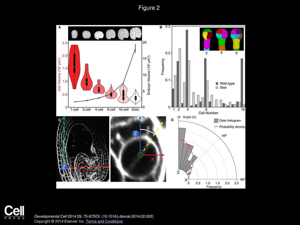 Figure 2 Nonrandom Progression, Volume, and Orientation of Early Embryogenesis.