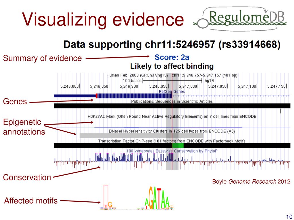 Visualizing evidence Summary of evidence Genes Epigenetic annotations