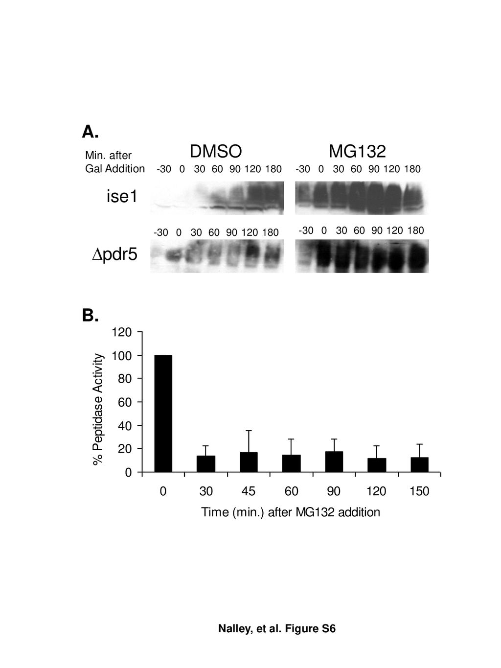 A. DMSO MG132 ise1 Dpdr5 B. Min. after Gal Addition