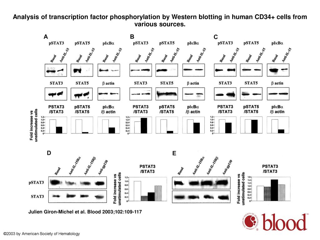 Analysis of transcription factor phosphorylation by Western blotting in human CD34+ cells from various sources.