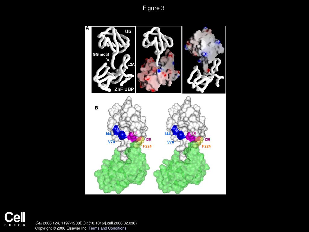 Figure 3 Structure of IsoT ZnF UBP Domain Bound to Ubiquitin