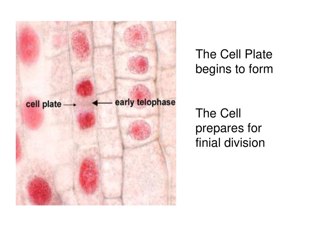 The Cell Plate begins to form