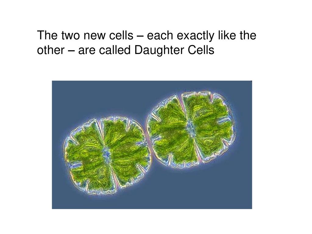 The two new cells – each exactly like the other – are called Daughter Cells