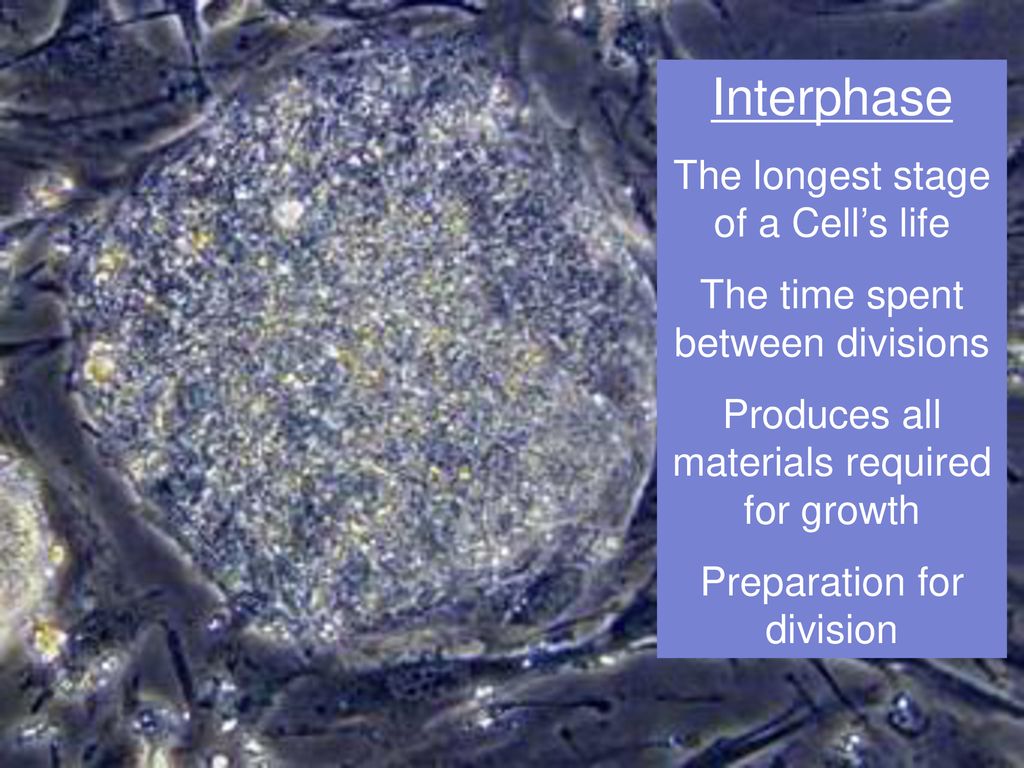 Interphase The longest stage of a Cell’s life