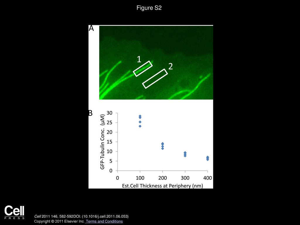 Figure S2 Estimation of Free-Tubulin Subunit Concentration in Live LLC-PK1α Cells, Related to Figure 6.