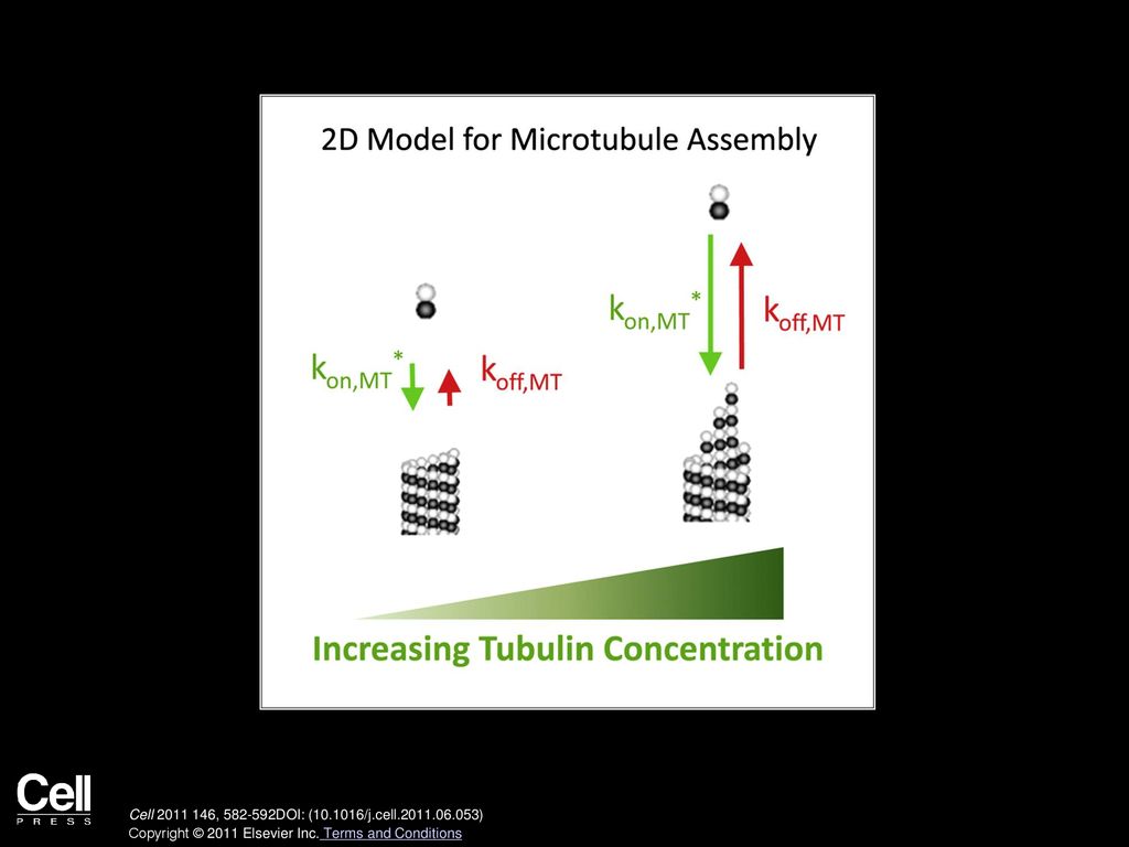 Cell , DOI: ( /j.cell ) Copyright © 2011 Elsevier Inc.