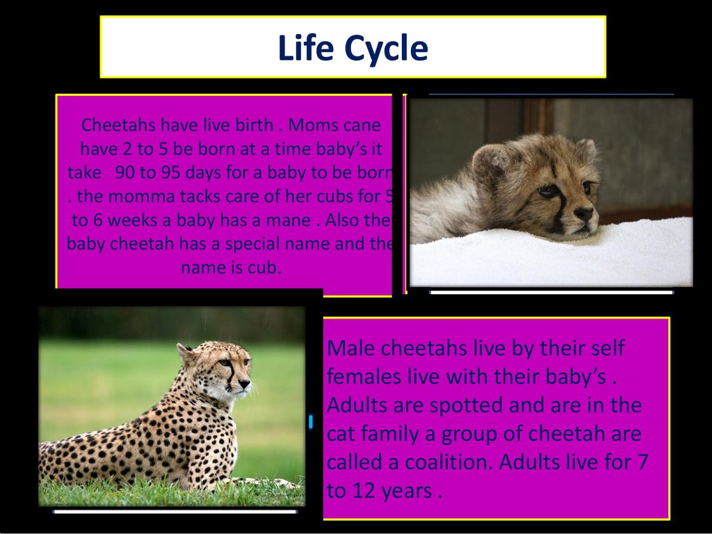 M, Life Cycle.