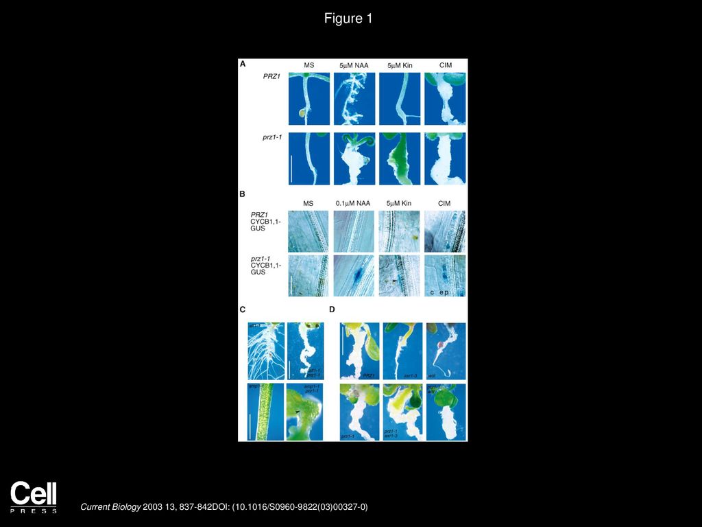 Figure 1 A Mutation in PRZ1 Causes Defects in the Control of Cell Proliferation.