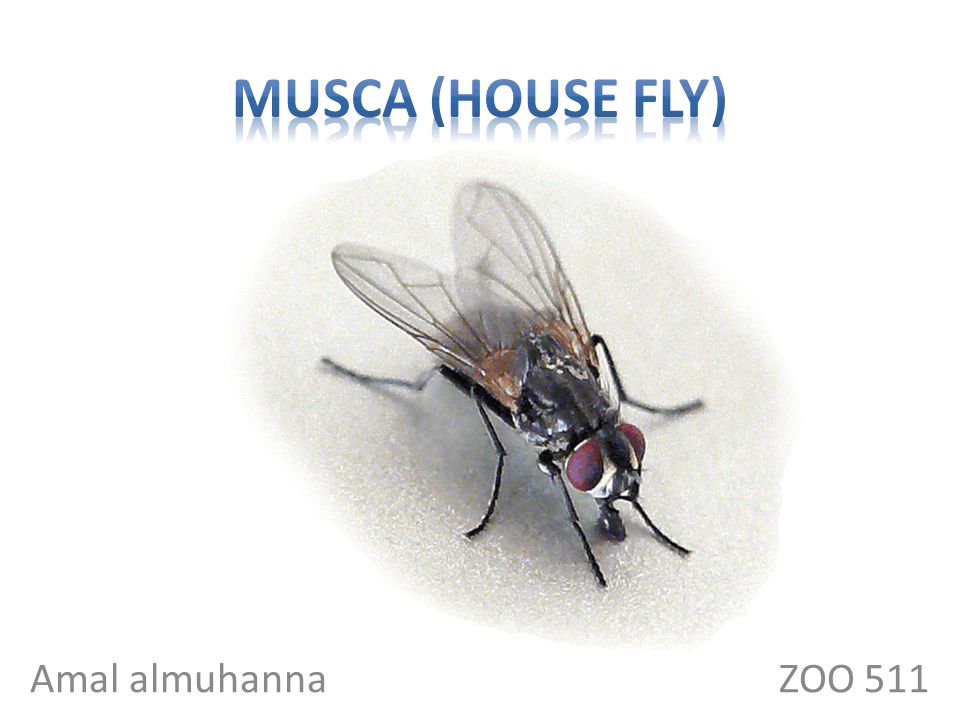 Housefly Classification Chart