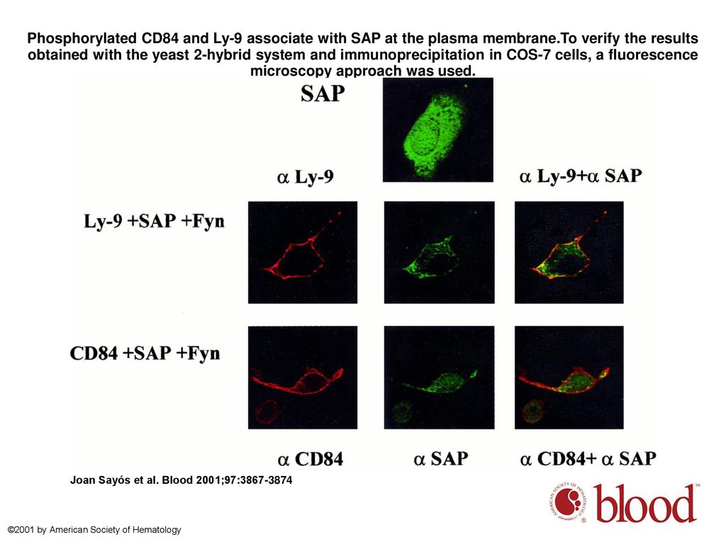 Phosphorylated CD84 and Ly-9 associate with SAP at the plasma membrane