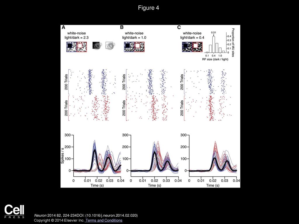 Figure 4 Cortical Responses to Dark and Light Targets on Noisy Backgrounds.