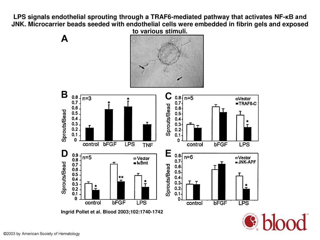 LPS signals endothelial sprouting through a TRAF6-mediated pathway that activates NF-κB and JNK. Microcarrier beads seeded with endothelial cells were embedded in fibrin gels and exposed to various stimuli.