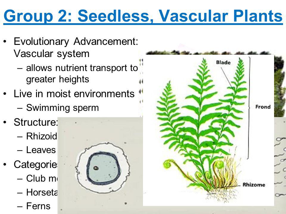 Group 2: Seedless, Vascular Plants