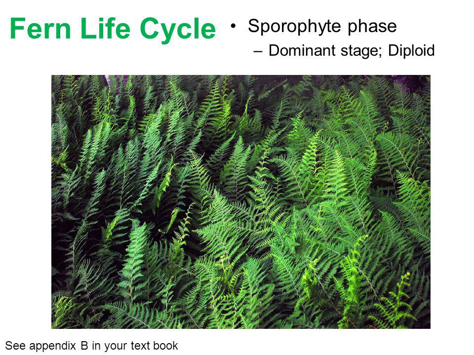 Fern Life Cycle Sporophyte phase Dominant stage; Diploid