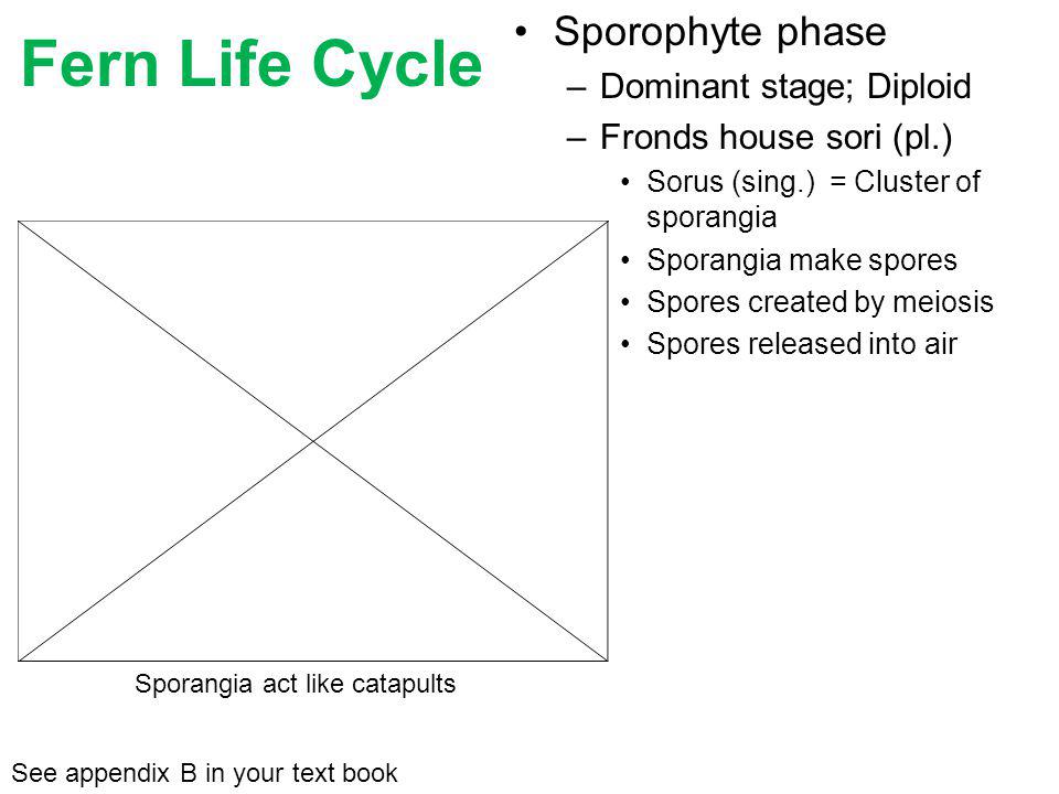 Fern Life Cycle Sporophyte phase Dominant stage; Diploid