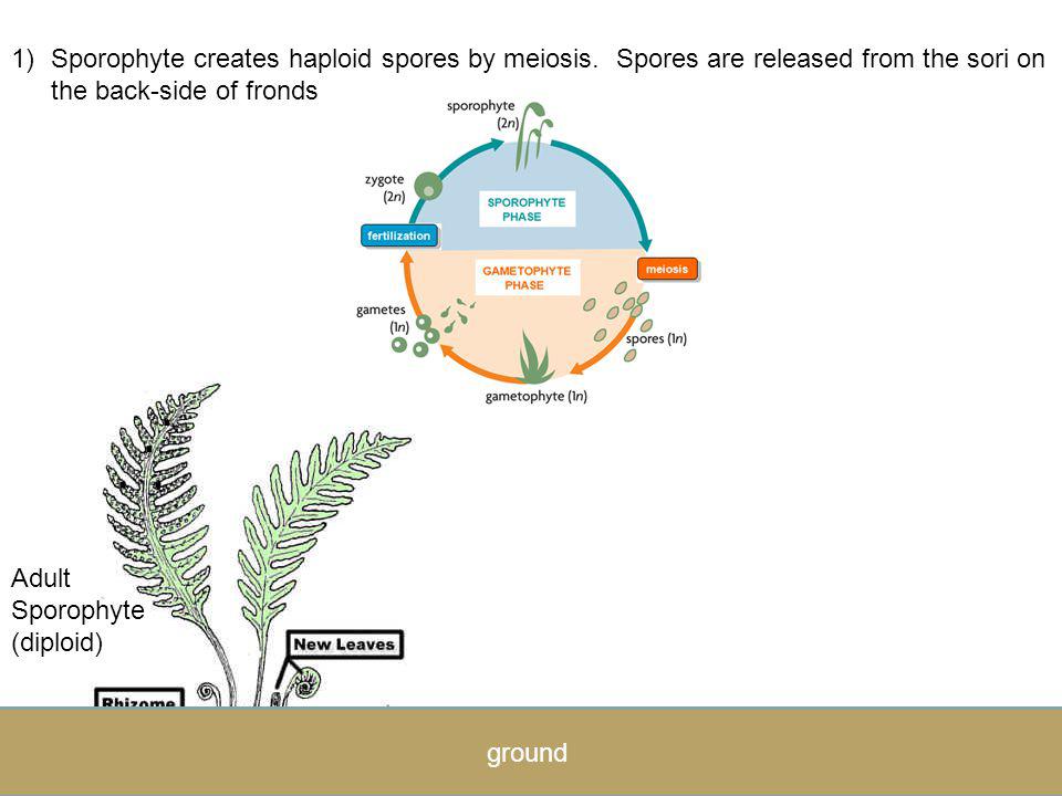 Sporophyte creates haploid spores by meiosis