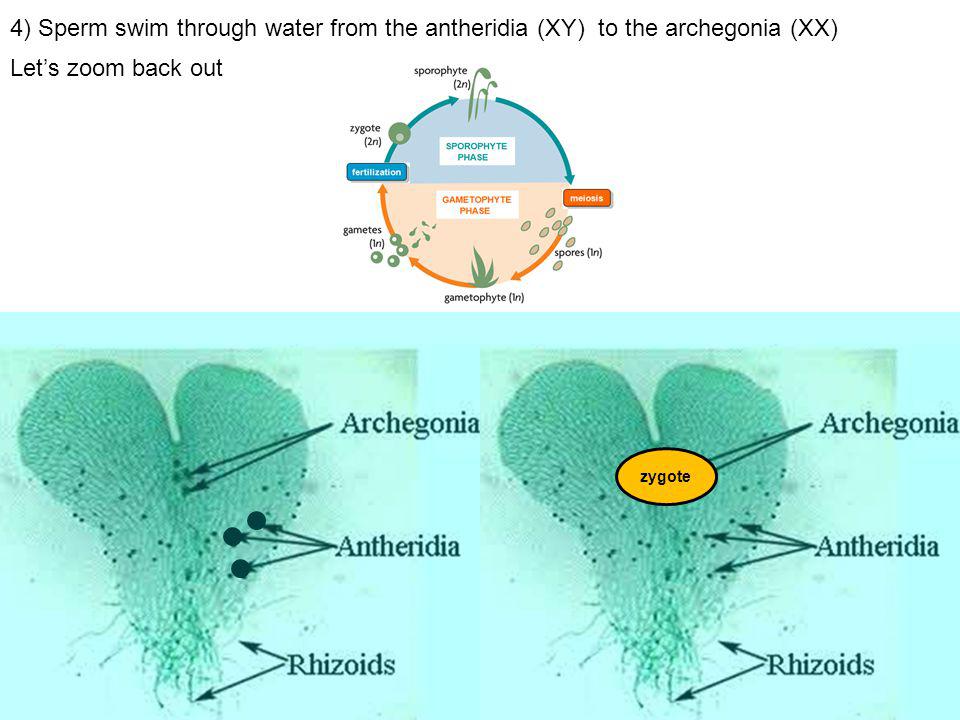 4) Sperm swim through water from the antheridia (XY) to the archegonia (XX)