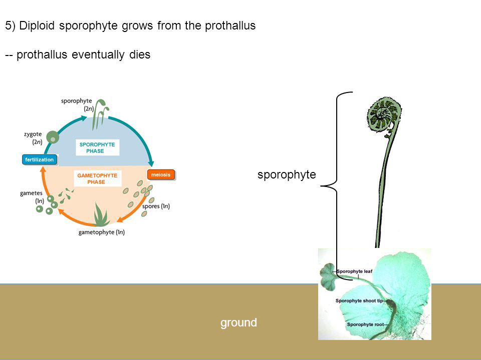 5) Diploid sporophyte grows from the prothallus