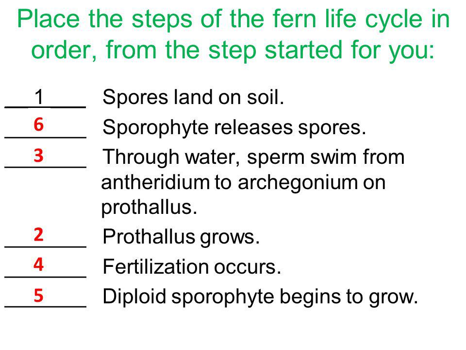 Place the steps of the fern life cycle in order, from the step started for you: