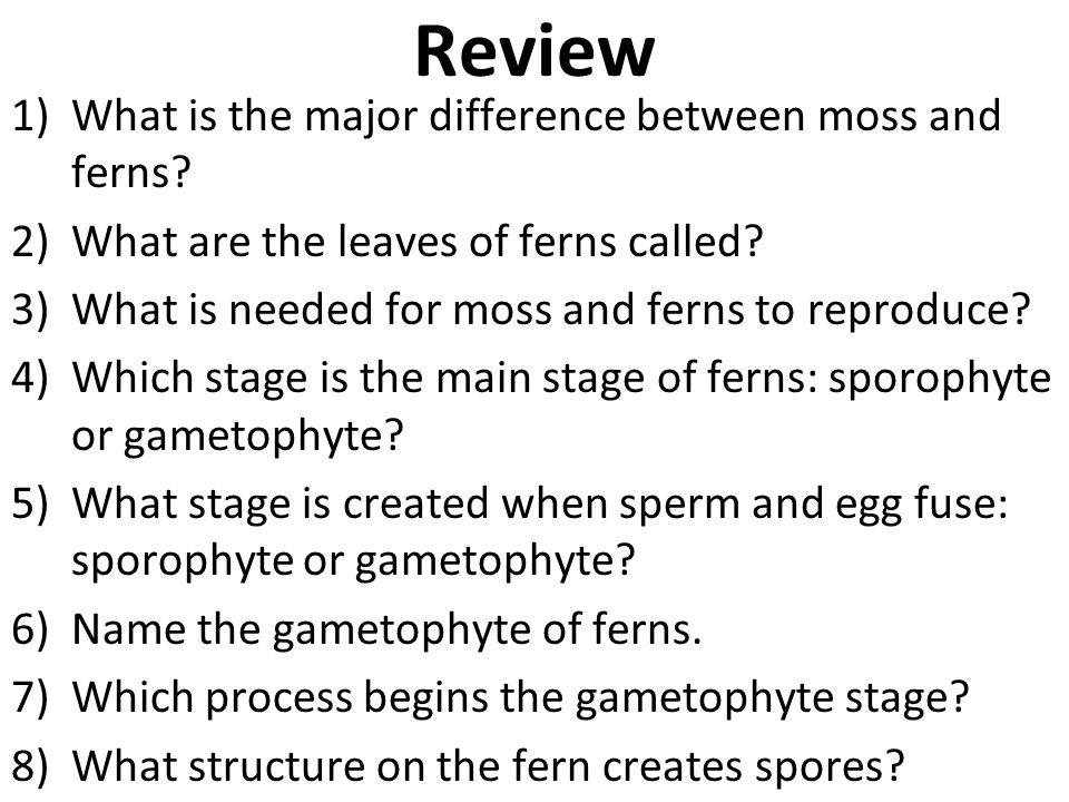 Review What is the major difference between moss and ferns