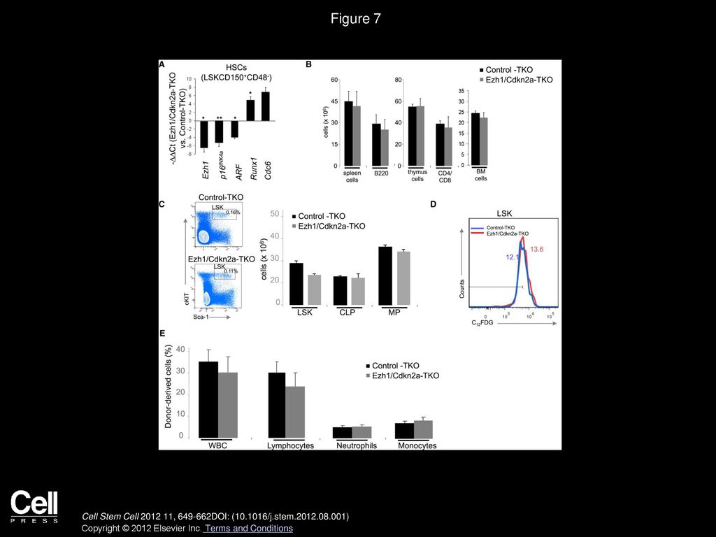Figure 7 Recovery of Defective Hematopoiesis in Ezh1/Cdkn2a-TKO Mice