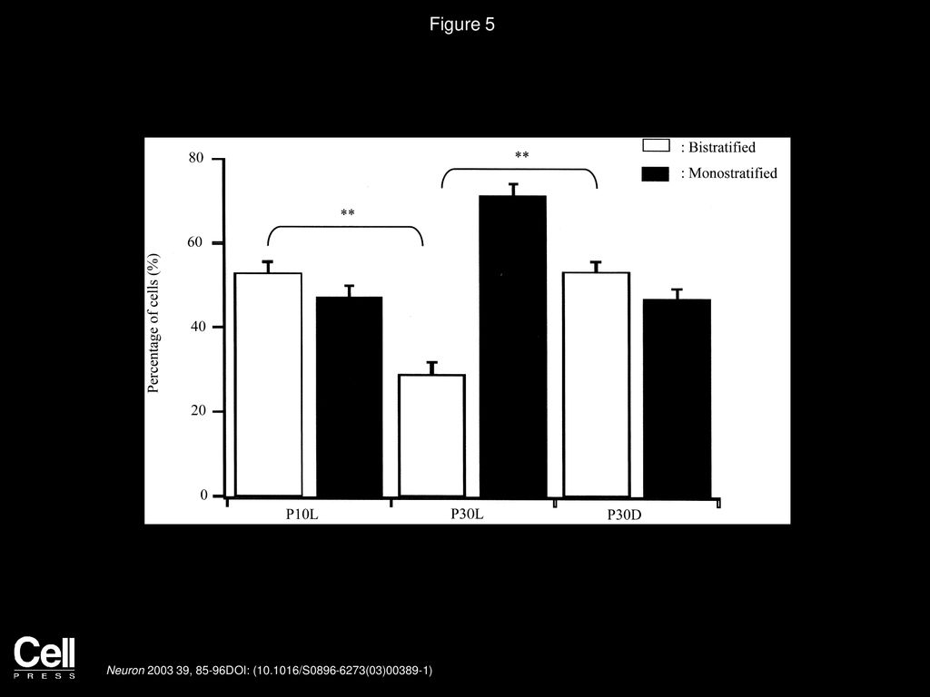 Figure 5 The Percentage of Bistratified RGCs Decreases after Eye Opening; Dark Rearing Blocks This Maturational Decrease.