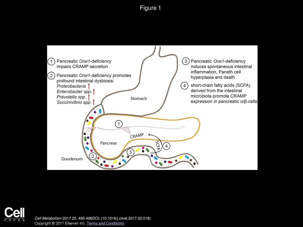 Figure 1 Pancreatic-Intestinal Crosstalk